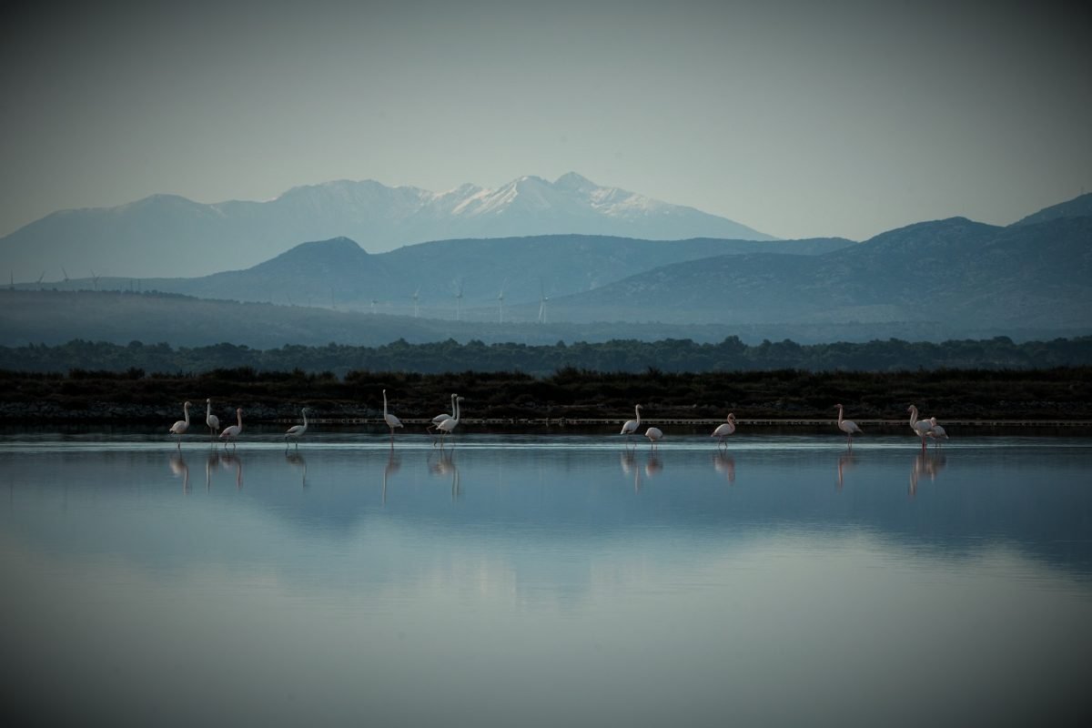 Flamingos on the lagoons, the Pyrenees beyond